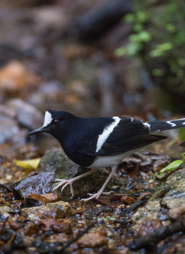 Долгоживущие воробьиные птицы из тропических лесов отказались размножаться в засушливый год