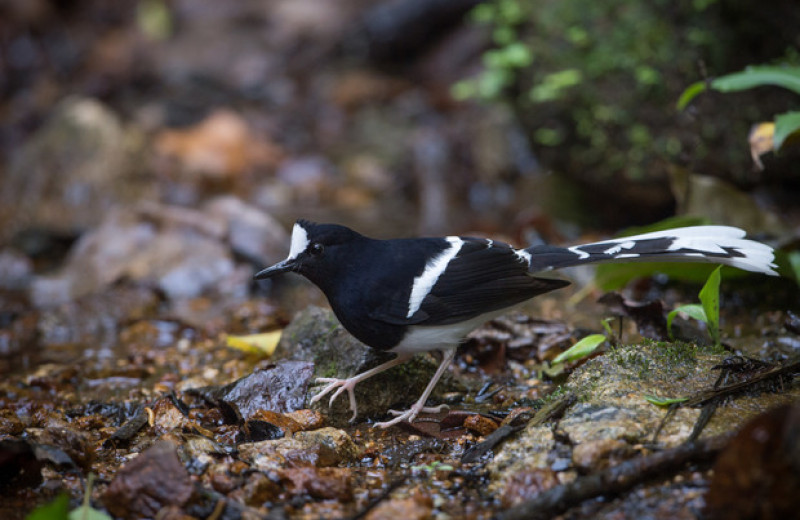 Долгоживущие воробьиные птицы из тропических лесов отказались размножаться в засушливый год