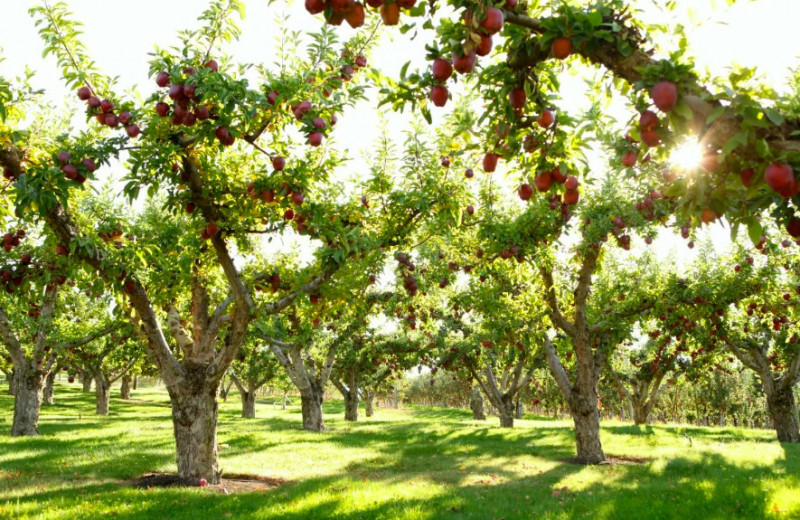 Лайфхаки, которые помогут вырастить лучшие фруктовые деревья
