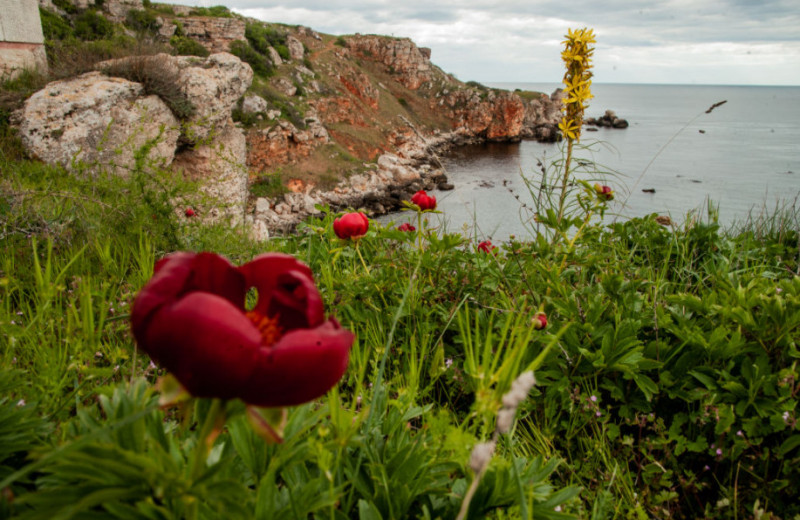 Дикий соперник розы: где в России найти одно из самых красивых лекарственных растений