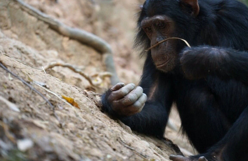 Как и когда шимпанзе ловят термитов на удочку