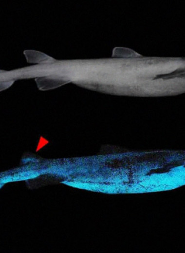 Черная акула оказалась самым крупным светящимся позвоночным