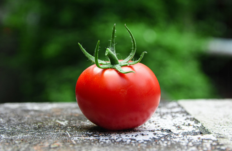 Как выращивать помидоры на дачном участке: секрет высоких грядок