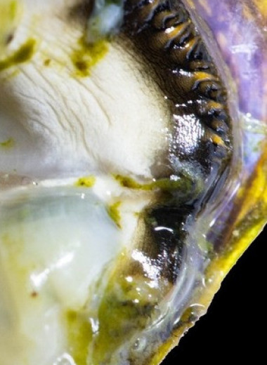 Живущие между Самарой и Саратовом пиявки спрятались от хищников в раковинах живых моллюсков
