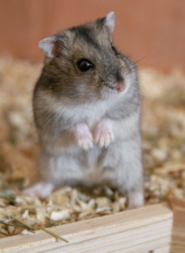 У мышей может быть способность к самопознанию