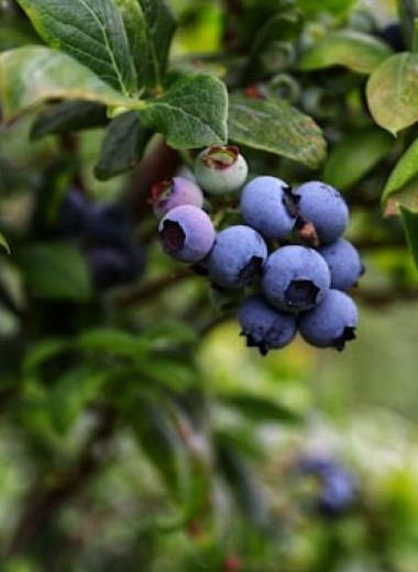 Влияние пищи на настроение: как флавоноиды могут поддерживать счастье и оптимизм