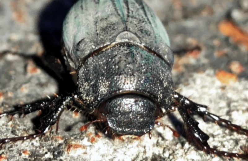 Половая жизнь жуков подчинилась 48-часовому циклу