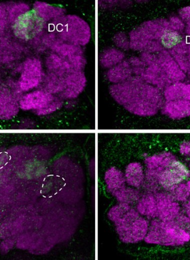 Отмена клеточной смерти нейронов помогла обонятельной системе дрозофил эволюционировать