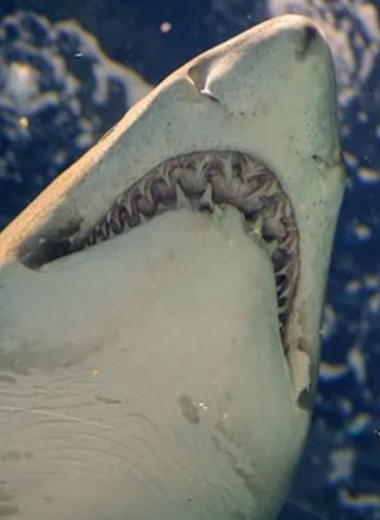 «Захватывает дух»: 5 фильмов про акул-убийц, которые смотрятся на одном дыхании