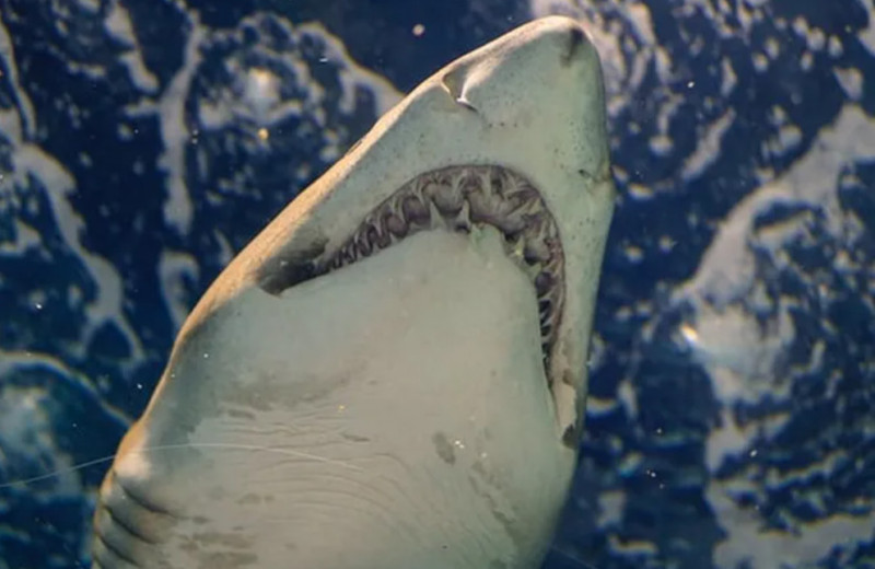 «Захватывает дух»: 5 фильмов про акул-убийц, которые смотрятся на одном дыхании