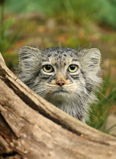 Кто такой манул и почему он вечно недоволен? Все о самой пушистой дикой кошке