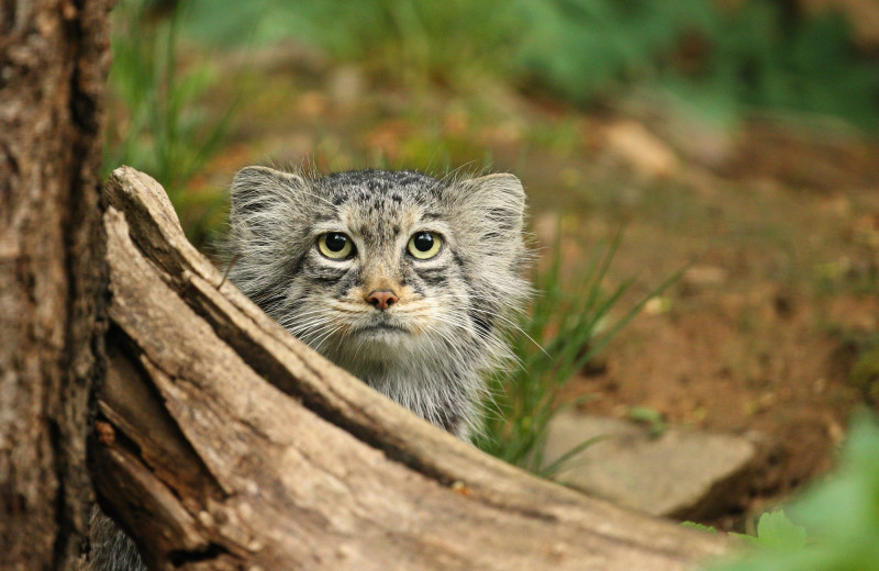 Кто такой манул и почему он вечно недоволен? Все о самой пушистой дикой кошке