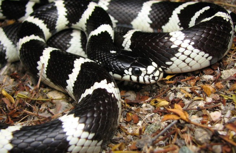 Lampropeltis getulus californiae