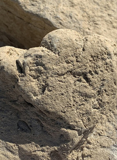 Палеонтологи впервые обнаружили следы молодого стегозавра