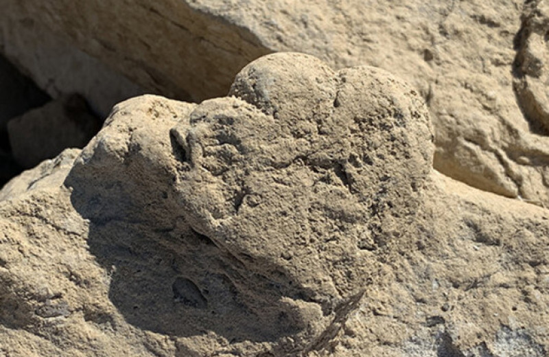 Палеонтологи впервые обнаружили следы молодого стегозавра