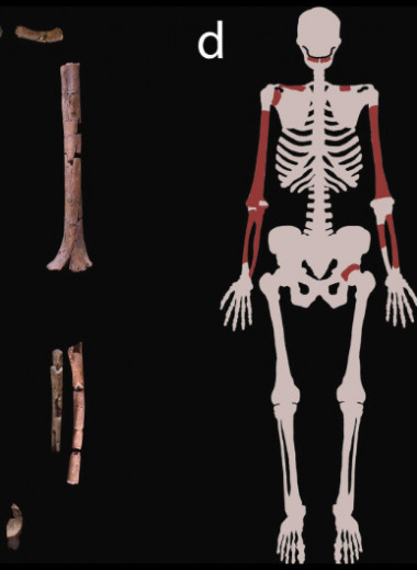 Зубы и кости из Кооби-Форы приписали одному человеку умелому