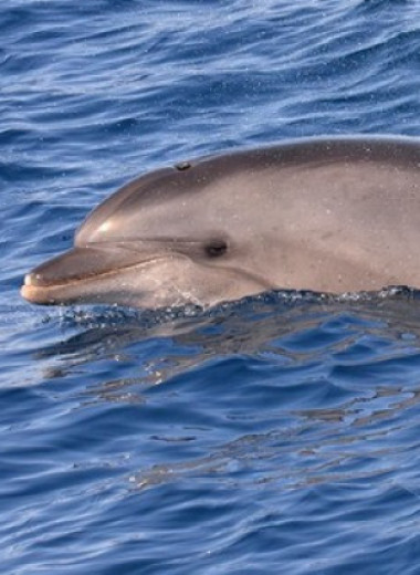 Дельфины узнали знакомых по вкусу мочи