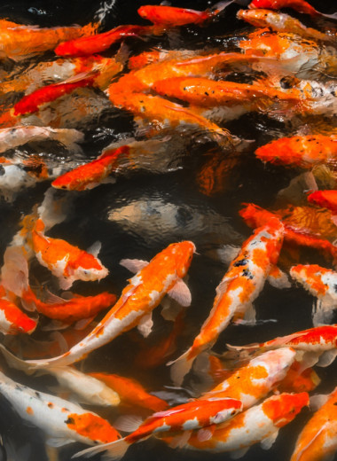 Они живут дольше цивилизаций: 10 животных-долгожителей из мира дикой природы