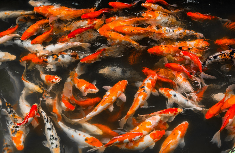 Они живут дольше цивилизаций: 10 животных-долгожителей из мира дикой природы