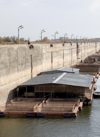 В море из садка: зачем производитель черной икры отпускает осетров на волю