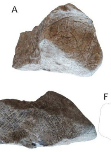 В Чехии раскопали камень с мадленскими изображениями лошадей