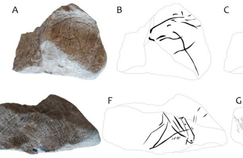 В Чехии раскопали камень с мадленскими изображениями лошадей