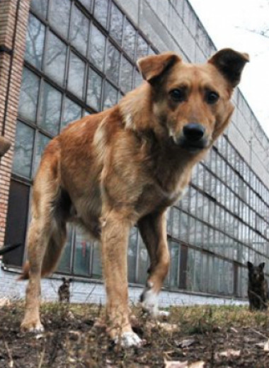 Почему российские власти не могут защитить людей от агрессивных собак?
