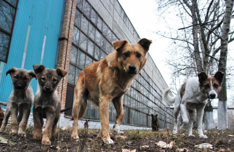 Почему российские власти не могут защитить людей от агрессивных собак?