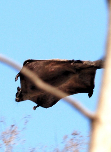 Белки-летяги посыпались на лесорубов в США: видео