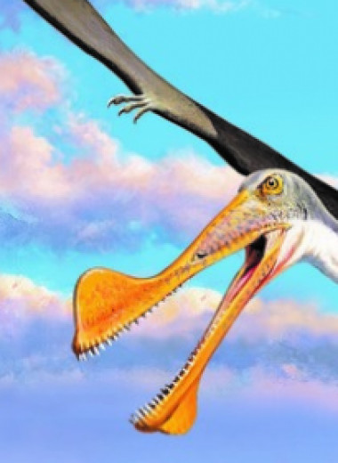 Палеонтологи обнаружили остатки древнейших птерозавров Австралии
