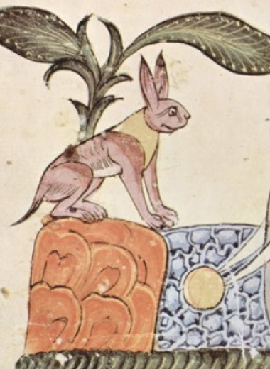 Зоологи объяснили маленькость зайцев и пищух