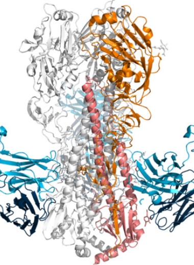 Спрей для носа с антителами помог обезьянам легче переболеть гриппом