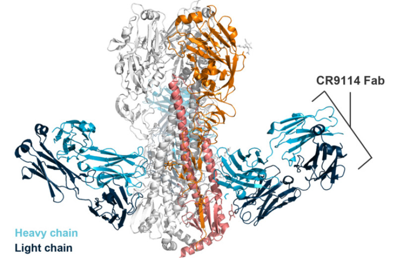 Спрей для носа с антителами помог обезьянам легче переболеть гриппом