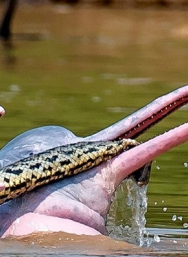 Амазонские дельфины поиграли с анакондой и случайно убили ее