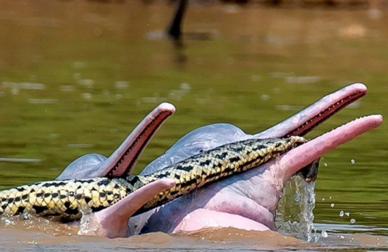 Амазонские дельфины поиграли с анакондой и случайно убили ее