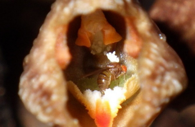 Грибоядные мухи опылили паразитирующие на грибах орхидеи в обмен на увядшие цветки
