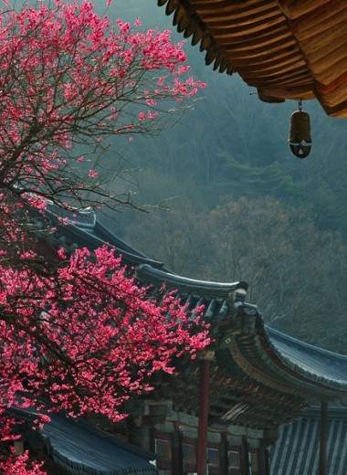 Уйти в монастырь: необычный способ познакомиться с корейской культурой