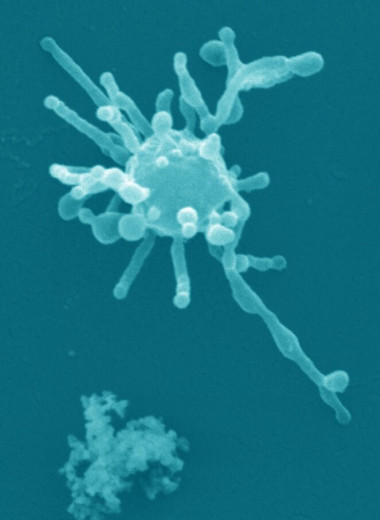 Как возникли сложные клетки, из которых состоят животные и растения