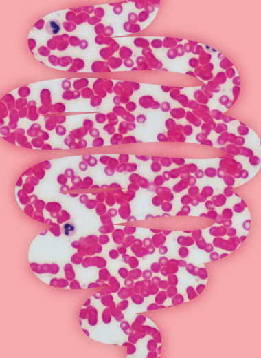 Микробиота и тревога: как кишечник управляет нашими страхами