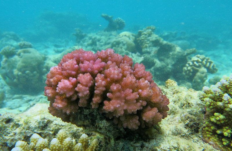 У кораллов и актиний впервые обнаружили живые иммунные клетки
