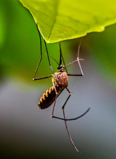 Как защититься от комаров: что нужно знать, отправляясь на природу