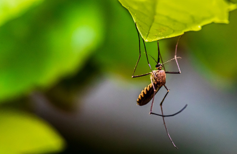 Как защититься от комаров: что нужно знать, отправляясь на природу