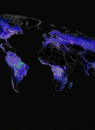 Ученые создали мировую карту углеродных потоков в лесах