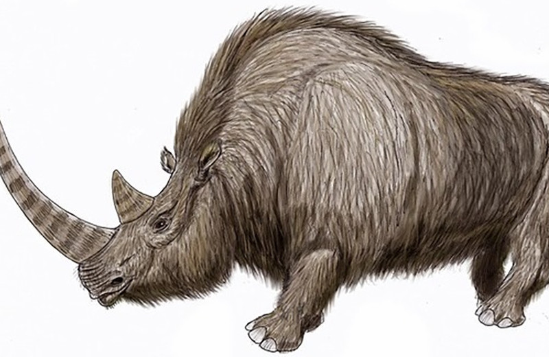 В якутской мерзлоте нашли отлично сохранившуюся тушу молодого шерстистого носорога