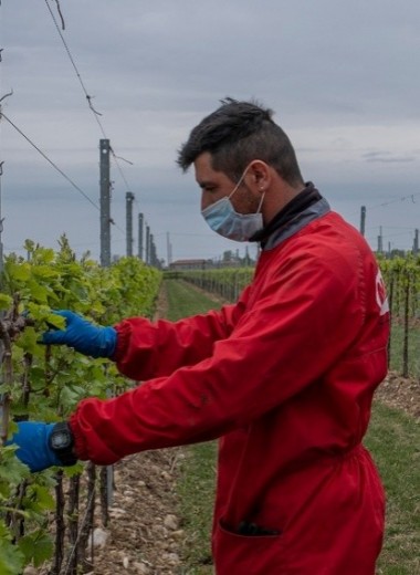 «Пить не перестанут». Как виноделы по всему миру ищут способы пережить кризис и пандемию