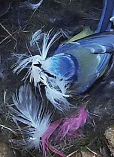 Птицы-дуплогнездники отпугнули захватчиков фальшивыми остатками трапезы хищника