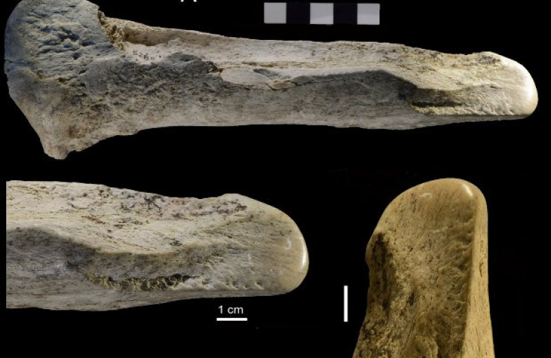 В Италии нашли самую большую коллекцию костяных орудий возрастом 400 тысяч лет