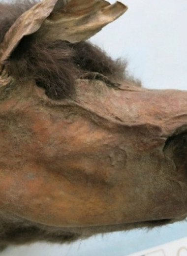 Ядерную ДНК шерстистого носорога секвенировали из пищи замороженного волка