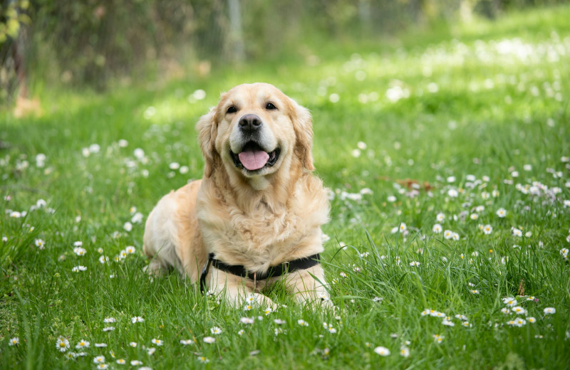 6 способов защитить свою собаку от клещей