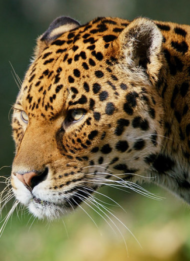 Зоологи предложили вернуть ягуаров на юго-запад США